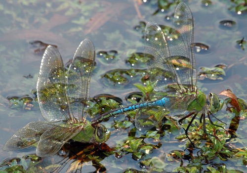 Pair with ovipositing female
23 Oct 2006  Floyd